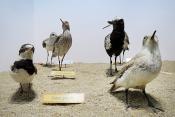 museum dhistoire naturelle blois 8-2025 2324